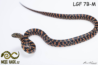Lampropeltis, getulus, floridana, brooksi, korálovka, Florida kingsnake, Hypo, Mojihadi.cz, chov hadů, snakes, schlange, kingsnakes